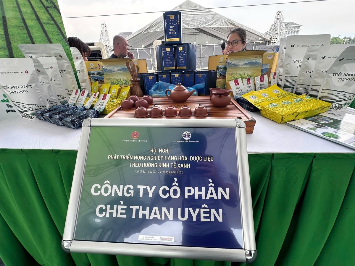Công ty cổ phần chè Than Uyên là một trong những đơn vị sản xuất shan tuyết chè đặc sản. Ảnh: Đức Bình.