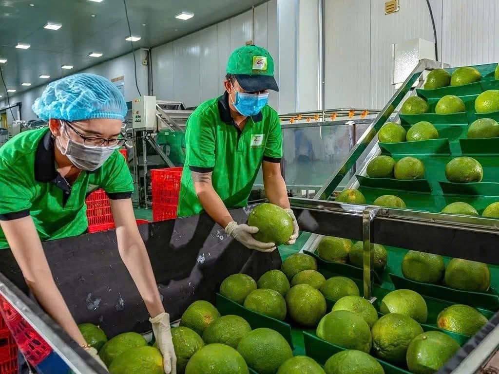 Việc truy xuất nguồn gốc, sự minh bạch của chuỗi cung ứng giúp nông sản Việt mở rộng xuất khẩu. Ảnh: Việt Hương.