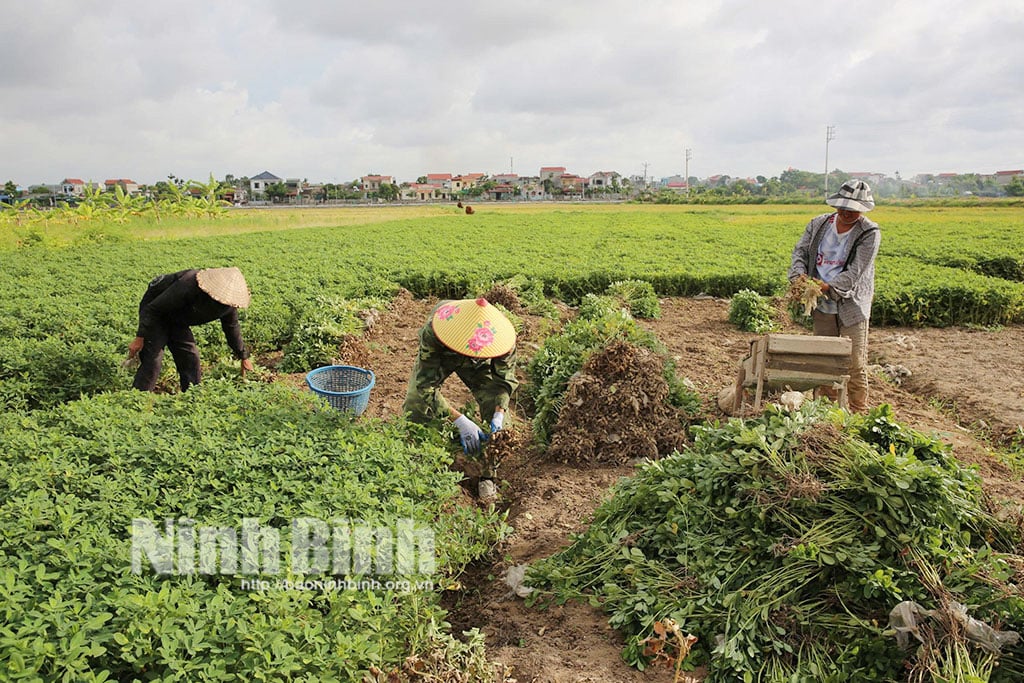 Thêm một vụ lạc xuân thắng lợi đã tiếp tục khẳng định vị thế của cây lạc trong cơ cấu cây trồng tại các vùng đồng màu của tỉnh.