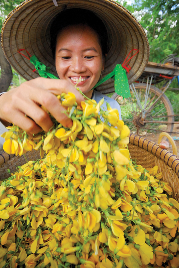Tác dụng của hoa và cây điên điển - Ảnh 2.