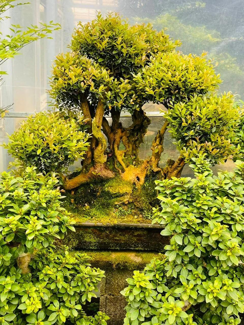 10本の金運樹盆栽も、この2つの幸運の鉢植えには敵わない。年を重ねる