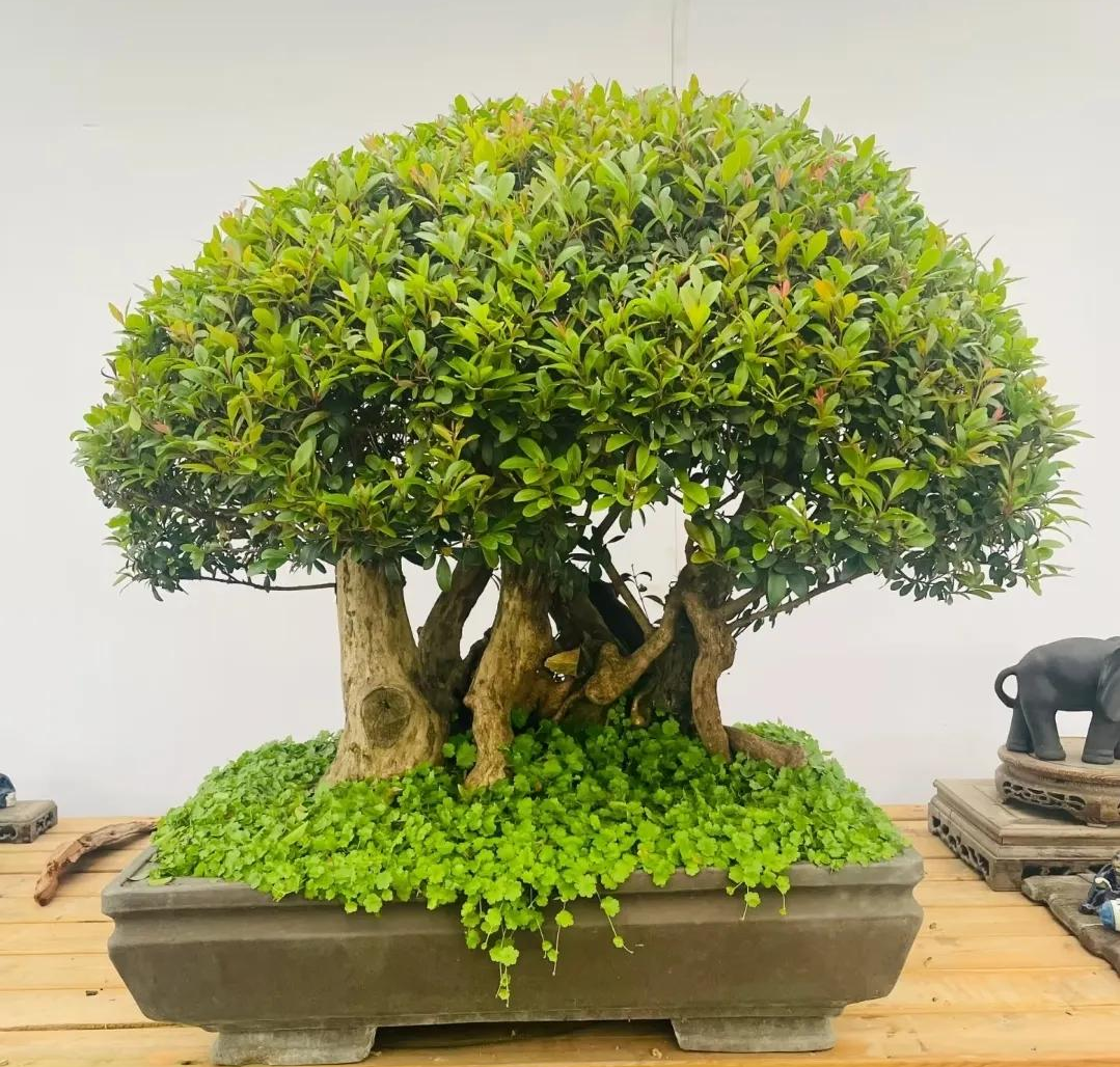 10本の金運樹盆栽も、この2つの幸運の鉢植えには敵わない。年を重ねる