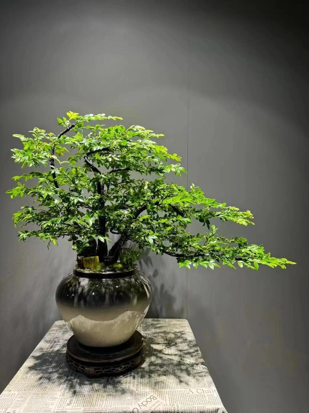 10本の金運樹盆栽も、この2つの幸運の鉢植えには敵わない。年を重ねる