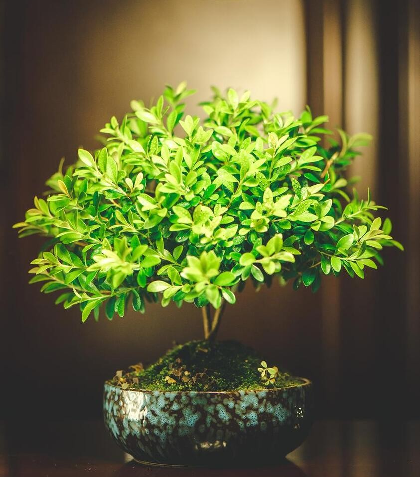 10本の金運樹盆栽も、この2つの幸運の鉢植えには敵わない。年を重ねる
