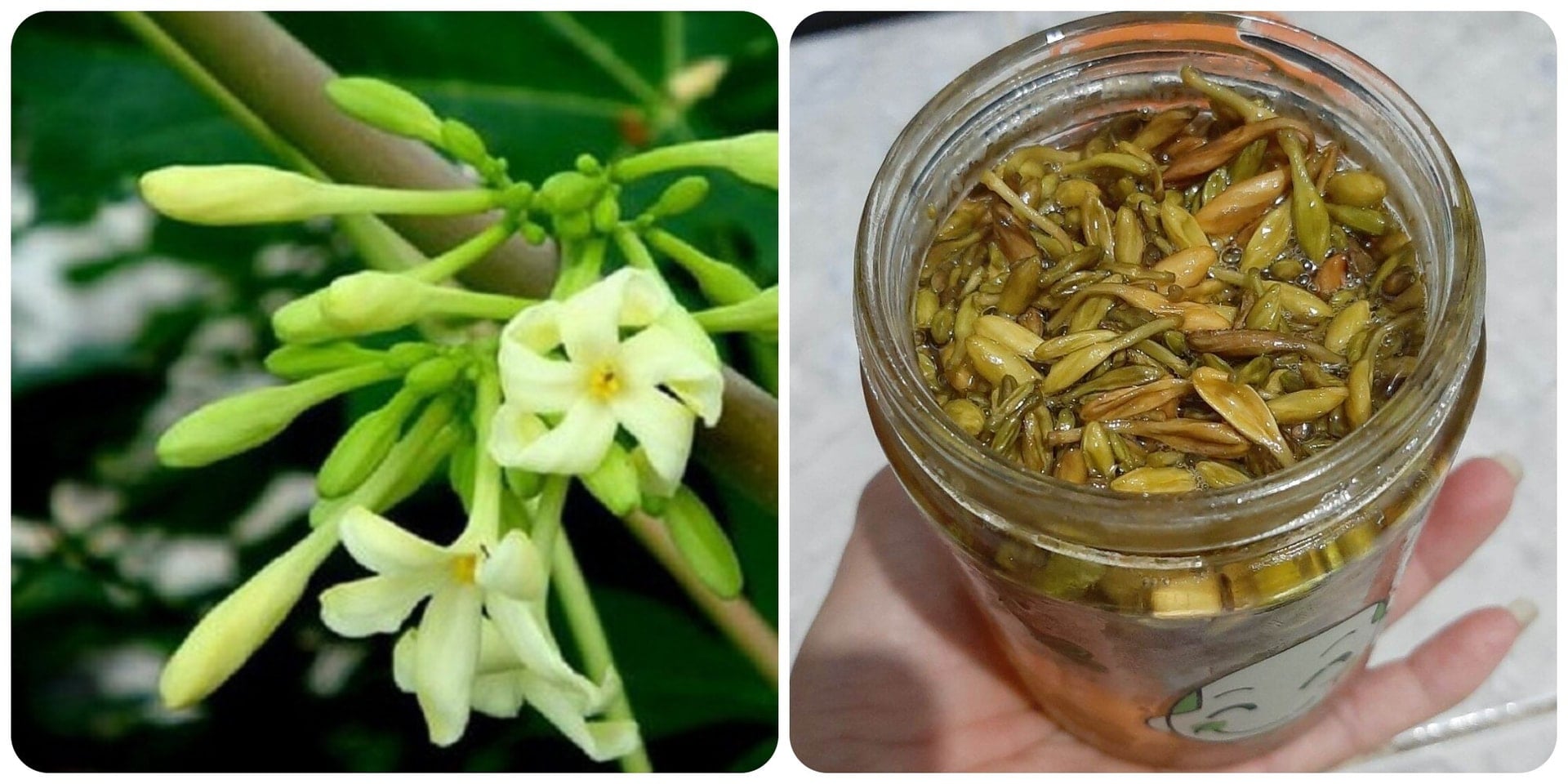 Hoa đu đủ đực, công dụng chữa bệnh và cách dùng- Ảnh 3.
