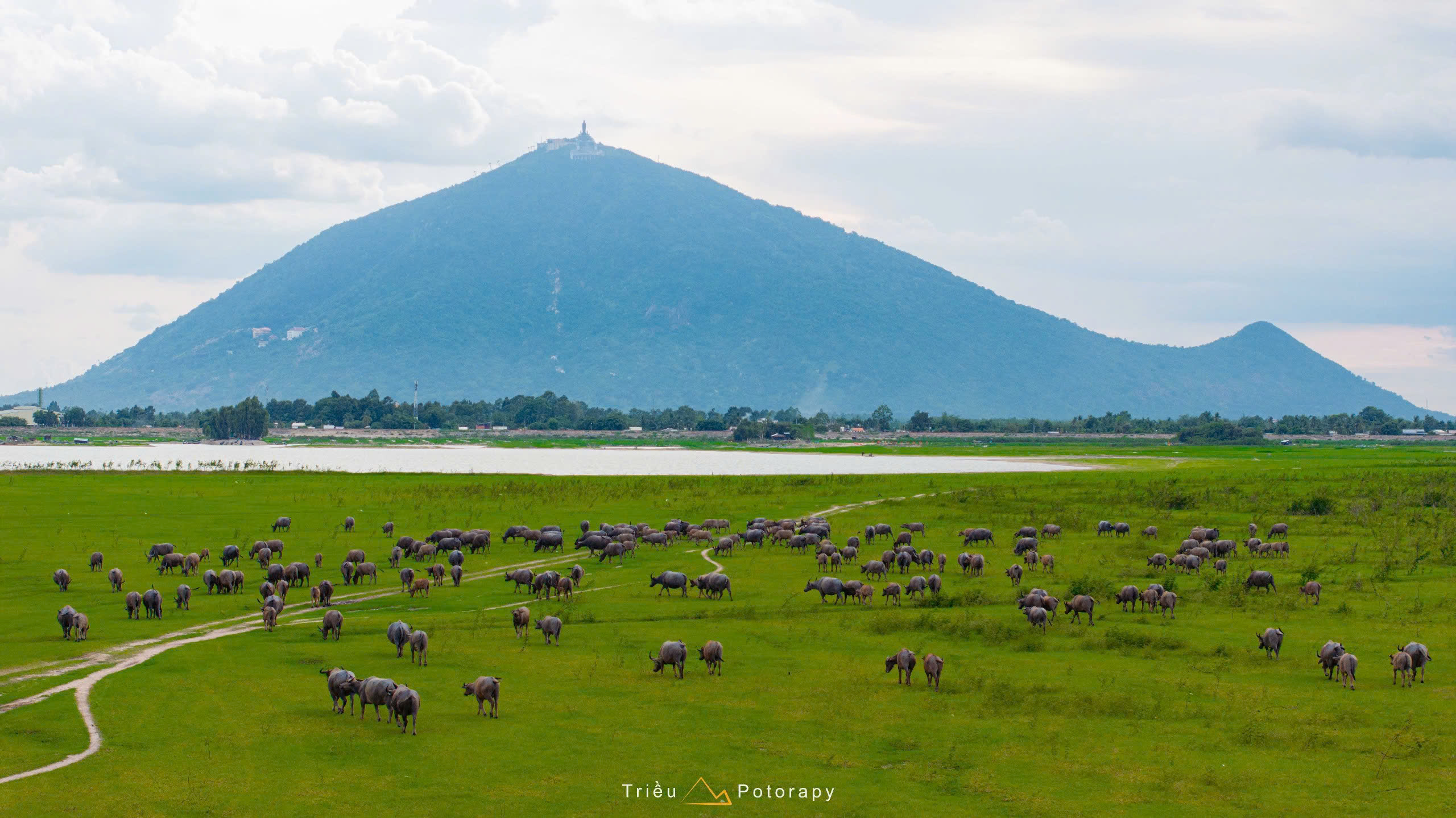 Gallery - The dry season at Dau Tieng Lake: A lush green 'grassland' emerges at the foot of Ba Den Mountain. - image 2