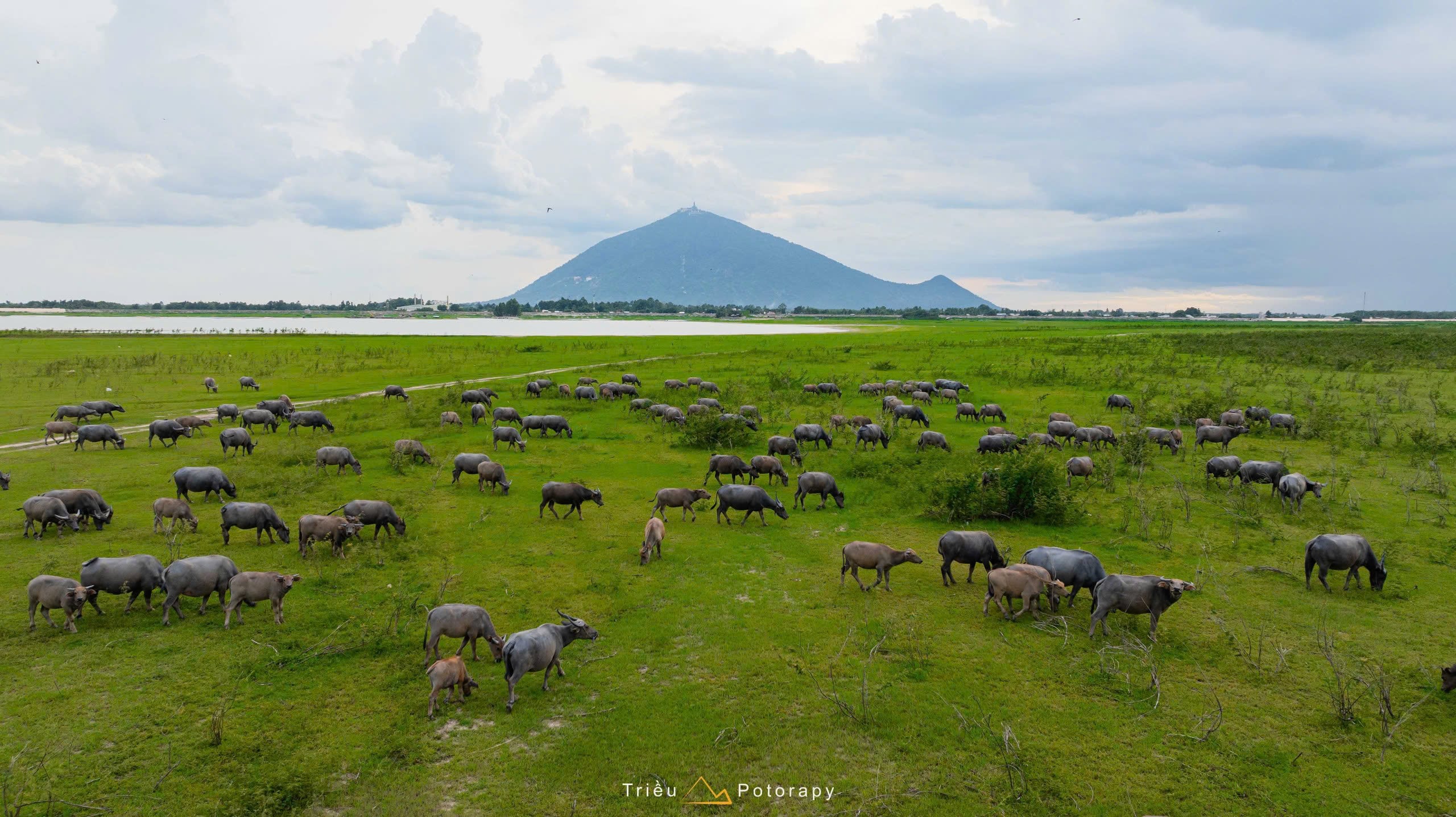 Gallery - The dry season at Dau Tieng Lake: A lush green 'grassland' emerges at the foot of Ba Den Mountain. - image 3