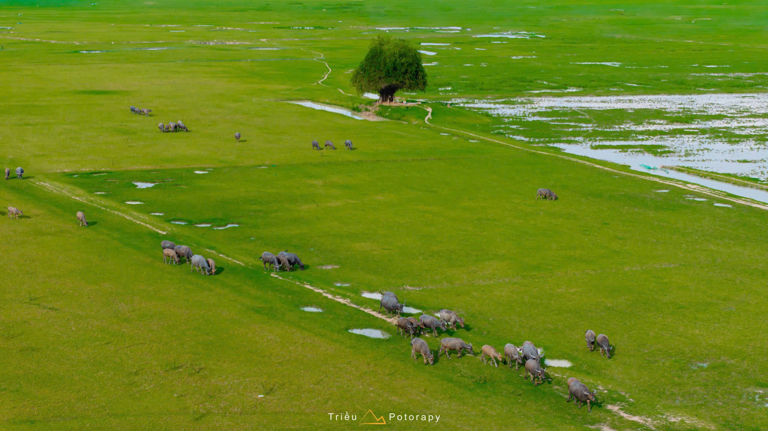 Gallery - The dry season at Dau Tieng Lake: A lush green 'grassland' emerges at the foot of Ba Den Mountain. - image 4