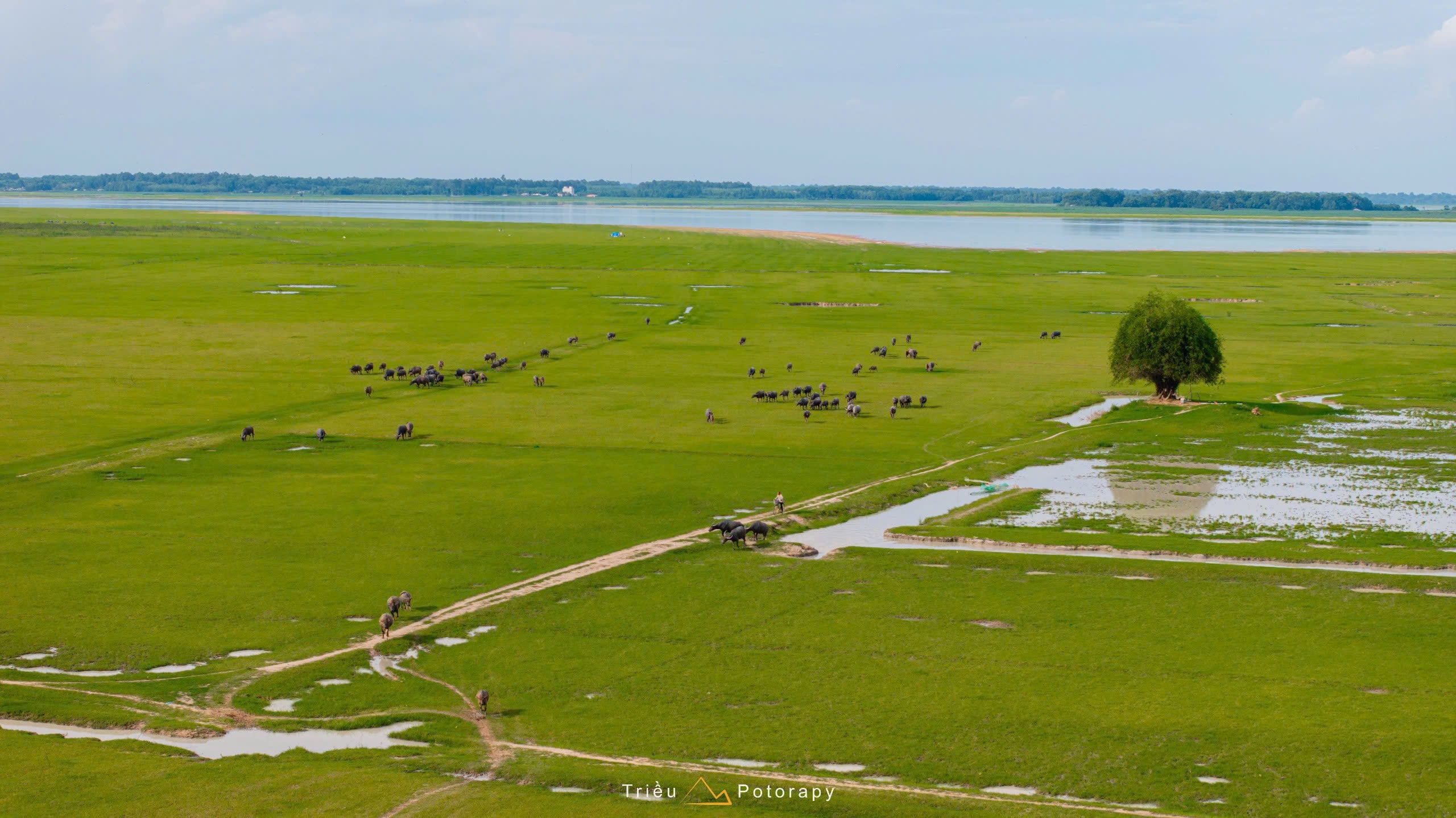 Gallery - The dry season at Dau Tieng Lake: A lush green 'grassland' emerges at the foot of Ba Den Mountain. - image 5