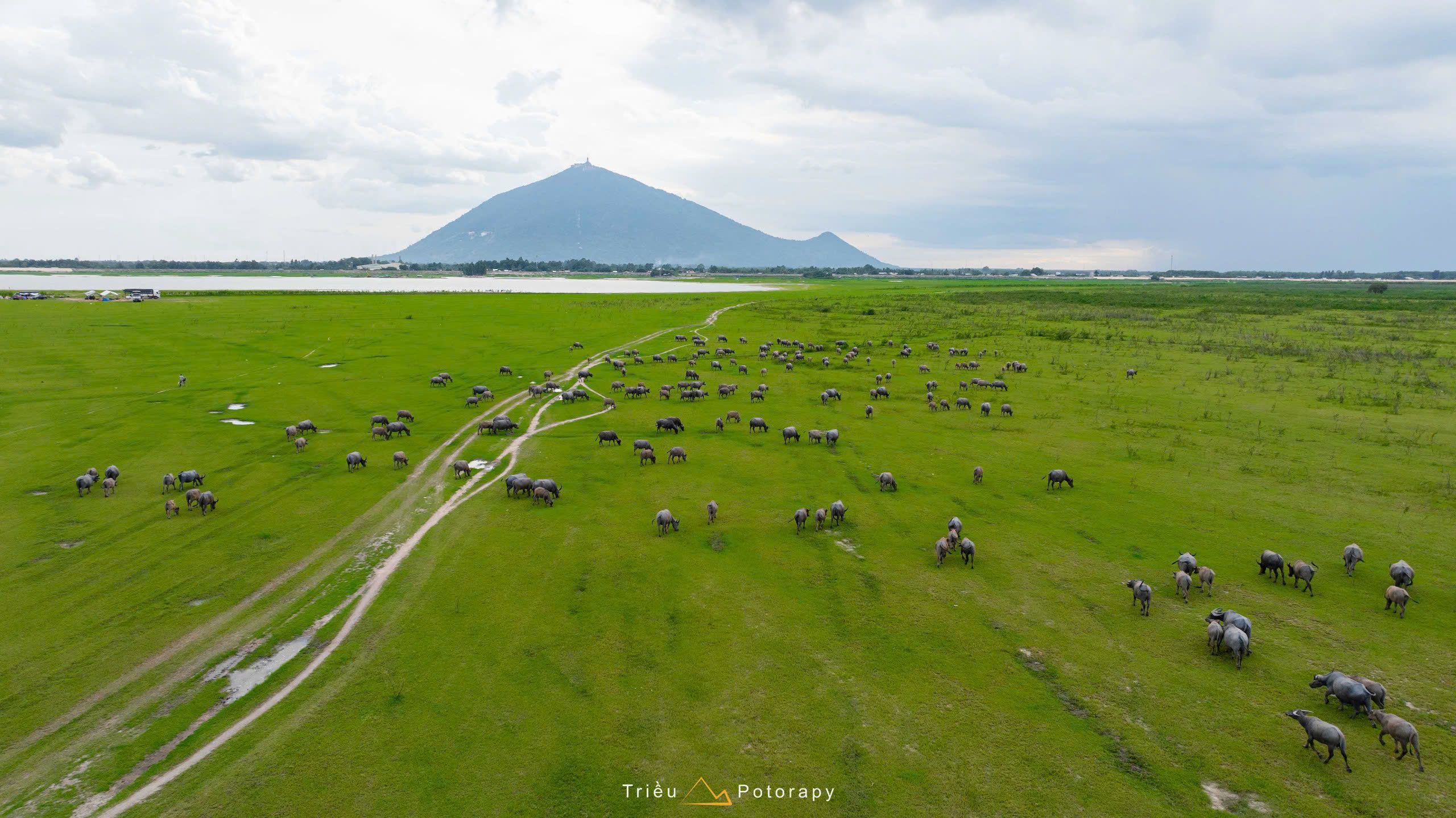 Gallery - The dry season at Dau Tieng Lake: A lush green 'grassland' emerges at the foot of Ba Den Mountain. - image 6