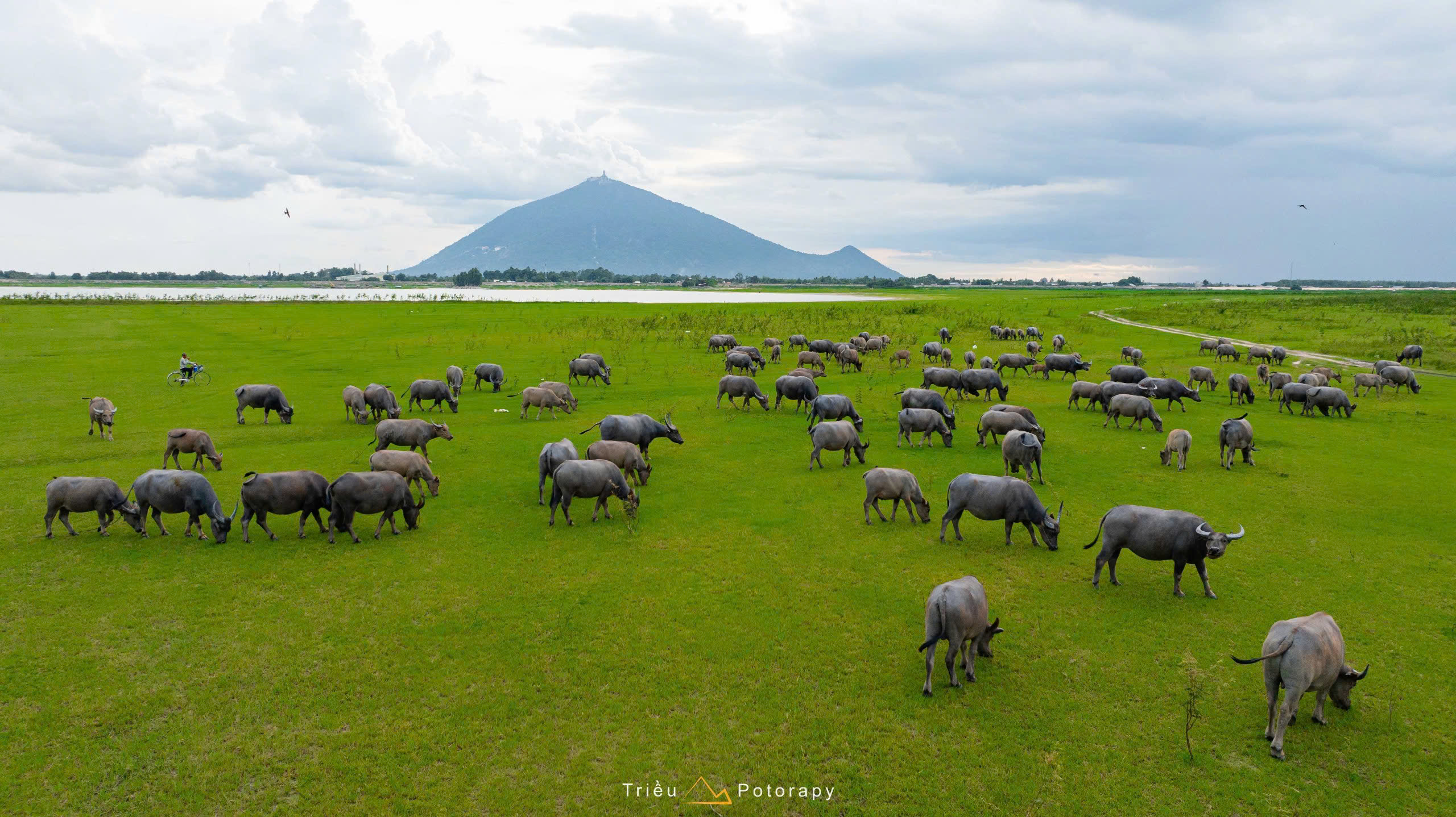 Gallery - The dry season at Dau Tieng Lake: A lush green 'grassland' emerges at the foot of Ba Den Mountain. - image 7