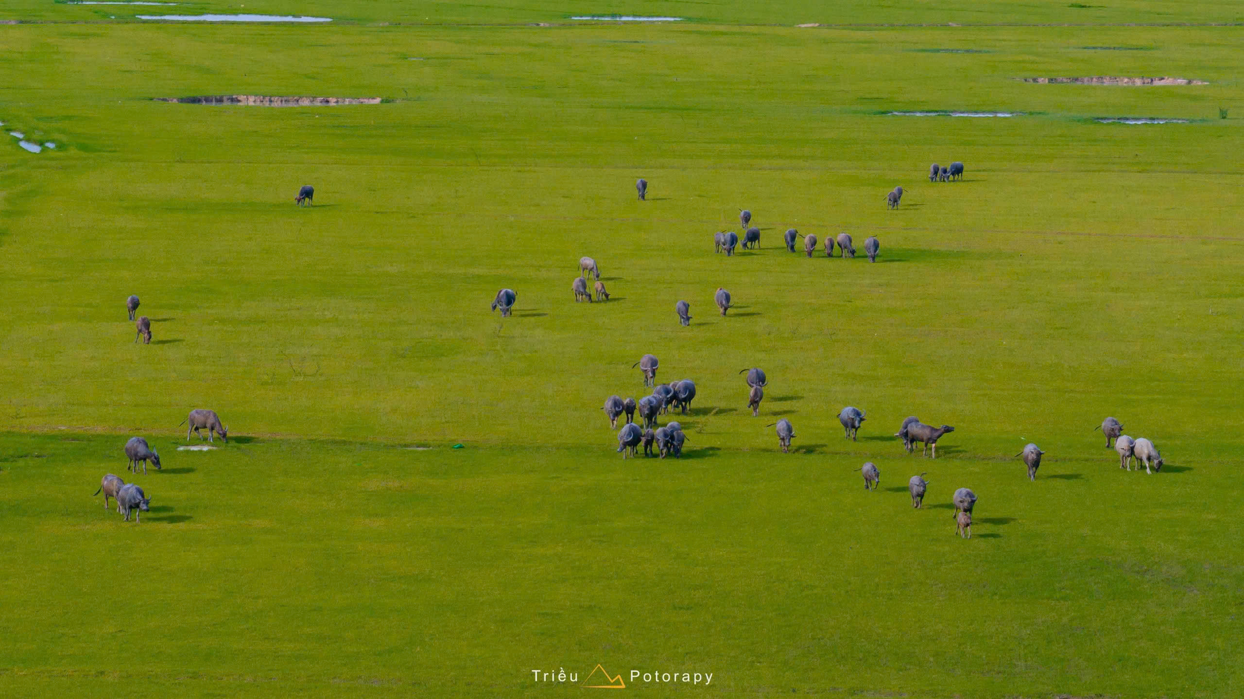 Gallery - The dry season at Dau Tieng Lake: A lush green 'grassland' emerges at the foot of Ba Den Mountain. - image 8