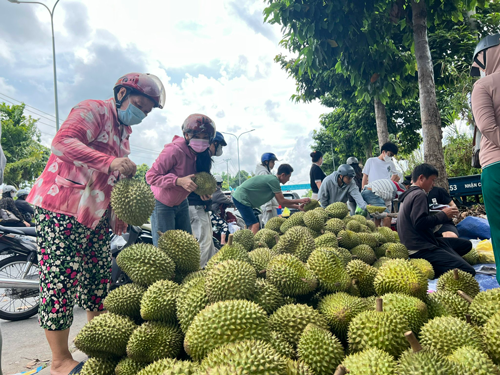 การควบคุมคุณภาพทุเรียนให้เข้มงวดขึ้น - ภาพที่ 1 Siết chặt quản lý chất lượng sầu riêng - Ảnh 1.