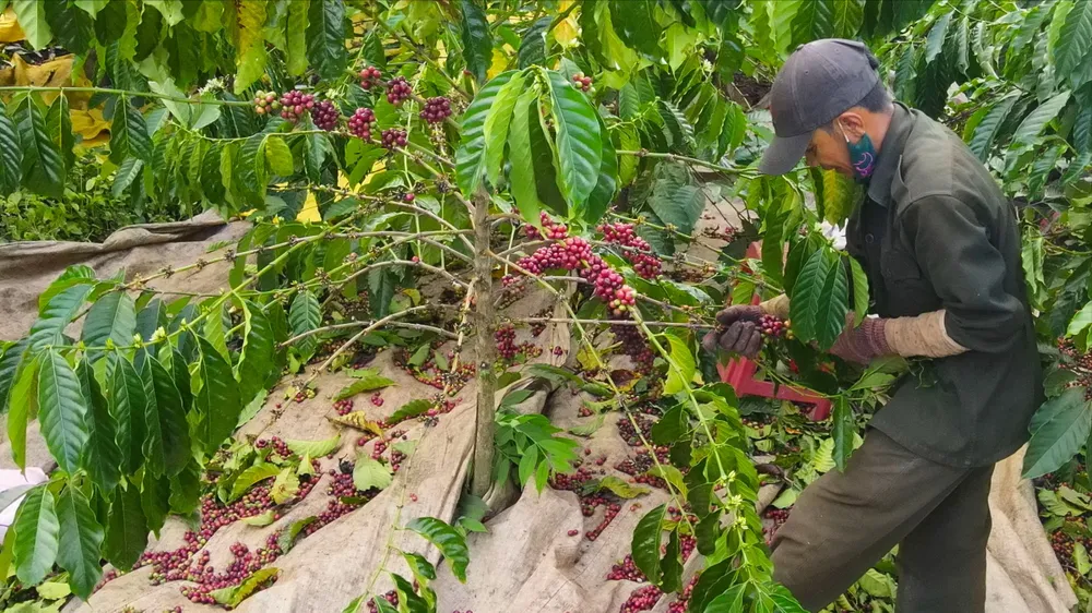 أسعار البن المحلية في ارتفاع.