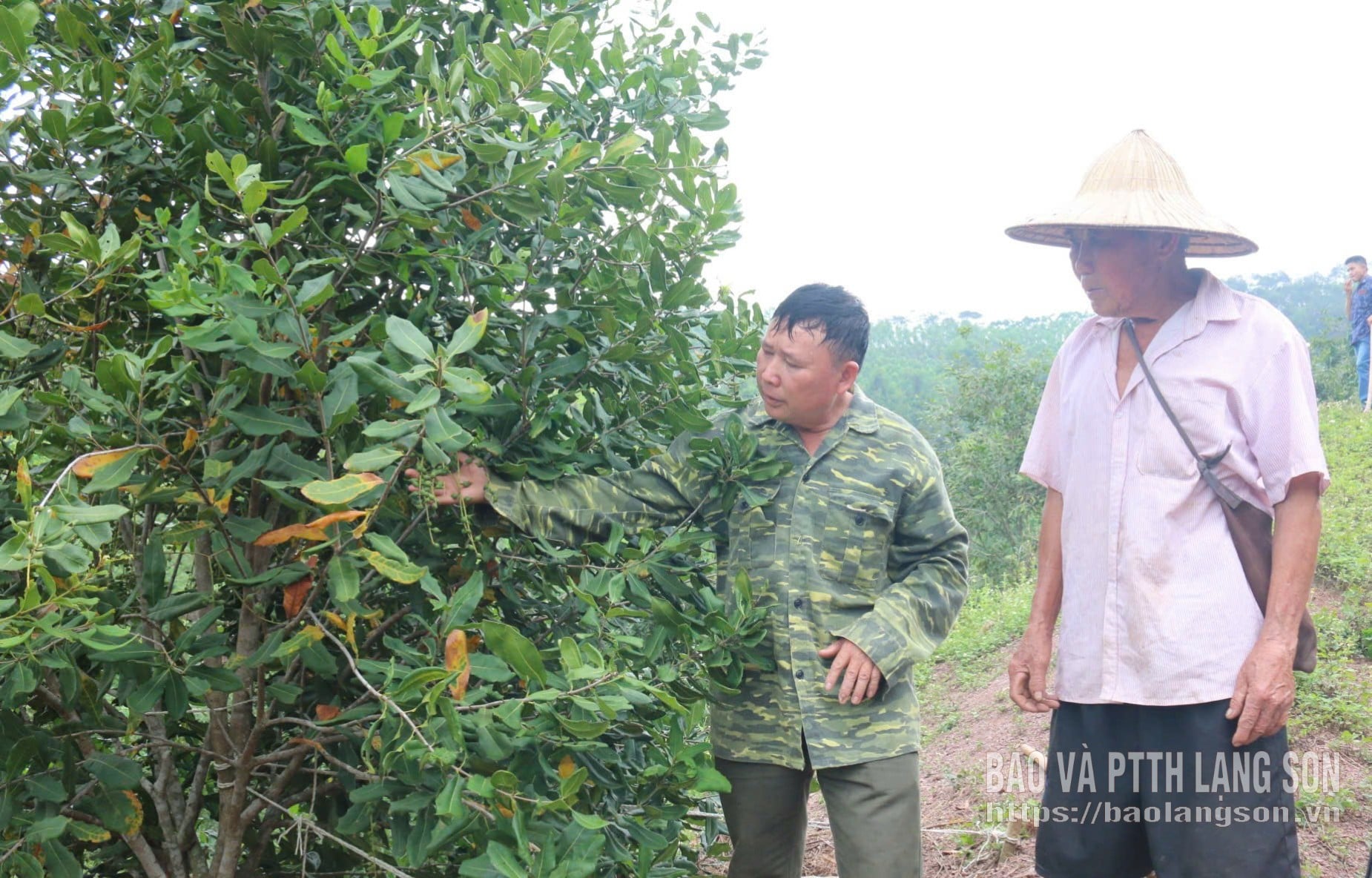 La huerta de macadamias de la familia del Sr. Hoang Van Cuong (aldea de Ban Hec, comuna de Cao Loc) está prosperando, con una distribución uniforme de la fruta.