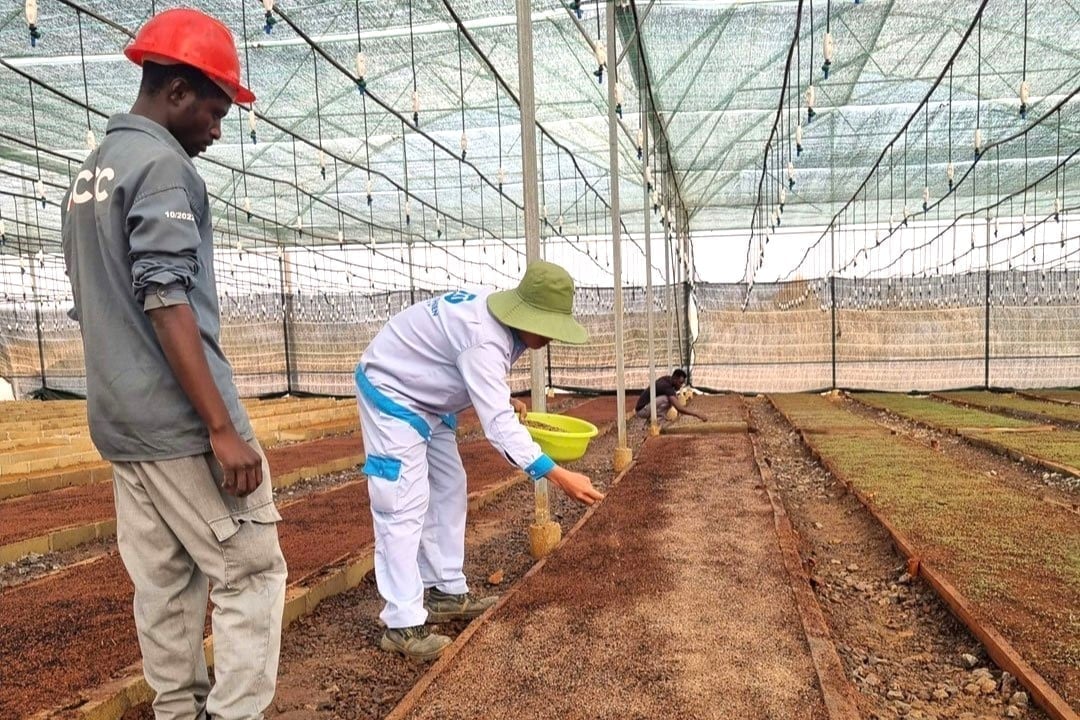 Especialistas vietnamitas orientam engenheiros angolanos no plantio de sementes de eucalipto. Foto: XT. Chuyên gia Việt Nam hướng dẫn kỹ sư Angola gieo hạt giống bạch đàn. Ảnh: XT.