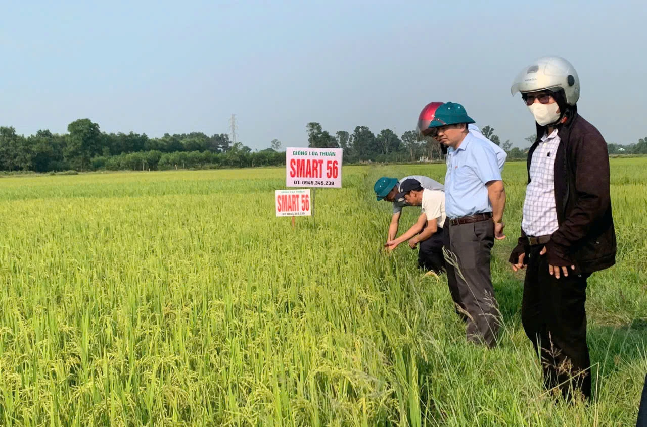 Lãnh đạo xã Tân Mỹ thường xuyên bám sát cơ sở, kiểm tra tình hình sản xuất của người dân - Ảnh: T.A