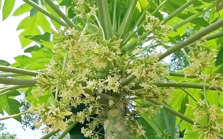 雄パパイヤの花から作られる、健康増進に効果的な薬膳料理4種 - 写真2。