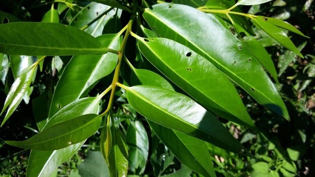 2 thời điểm tốt nhất để uống nước lá vối- Ảnh 1.