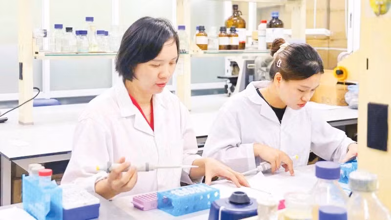 Research on extracting the active compound vitexin from mung bean husks contributes to increased effectiveness in diabetes treatment. (Photo: MINH DUC)