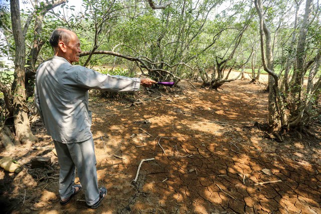 ป่าศักดิ์สิทธิ์ในเมือง: ตำนานใต้ร่มเงาของป่ารูฉา - ภาพที่ 5 Rừng thiêng giữa phố: Huyền tích dưới tán rừng Rú Chá- Ảnh 5.