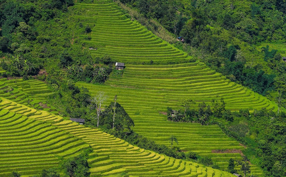 Sanfte Grüntöne am Fuße des Hoang-Lien-Gebirges – Foto 10
