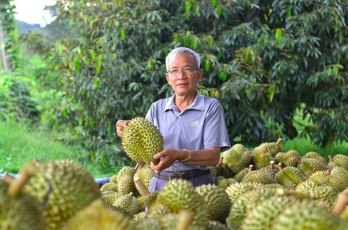 Ông Nguyễn Thành Sơn cho rằng, nhiều hộ sản xuất vẫn chưa hiểu đầy đủ vai trò của mã số vùng trồng trong chuỗi xuất khẩu sầu riêng. Ảnh: Nhật Tiến.