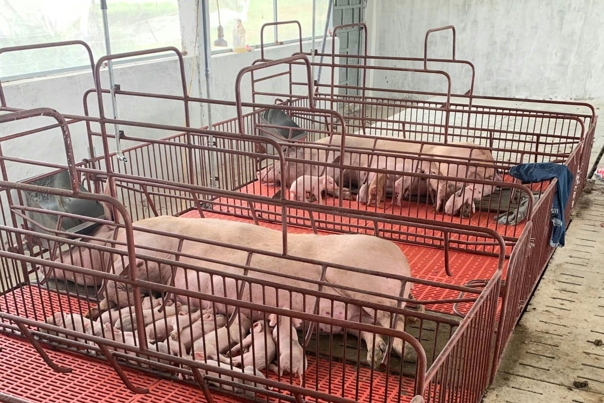 Đàn lợn trong vùng dịch được bảo vệ an toàn nhờ giải pháp chăn nuôi an toàn sinh học. Ảnh: Thanh Nga.