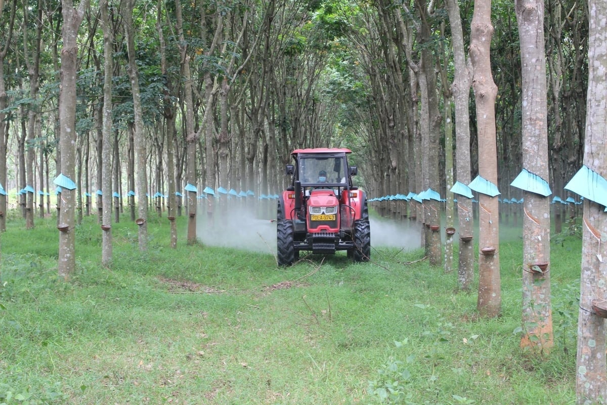 Công ty CP Cao su Tây Ninh đẩy mạnh ứng dụng cơ giới hoá, khoa học công nghệ vào vườn cây. Ảnh: T.T.