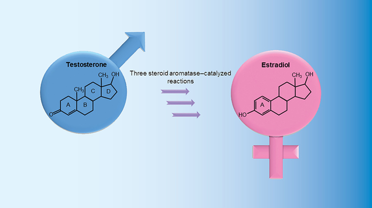 3 ways to break down the natural Aromatase cycle - Image 1. 3 cách bẻ gãy vòng Aromatase tự nhiên- Ảnh 1.