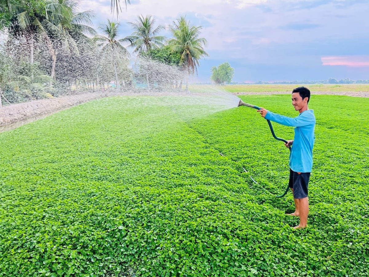 Cà Mau đảm bảo nước sạch phục vụ cho 130.000 hộ dân. Ảnh: Trọng Linh.
