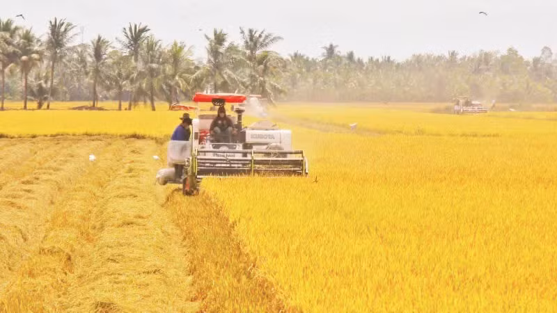 Landmænd høster ris i Vinh Thuan Dong kommune, Can Tho by. (Foto: VNA)