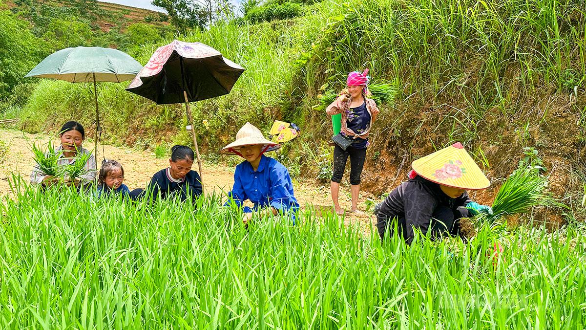 Het regenseizoen op de terrasvormige rijstvelden van Hoàng Su Phì, een schilderachtige plek.