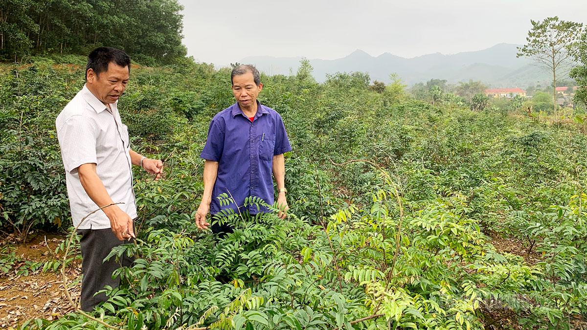 Družstvo léčivých bylin Thuan Hang v obci Thai Son spolupracuje s Institutem tradiční medicíny Thai Nguyen a farmaceutickou společností Binh Minh na pěstování léčivých bylin pro zpracování.