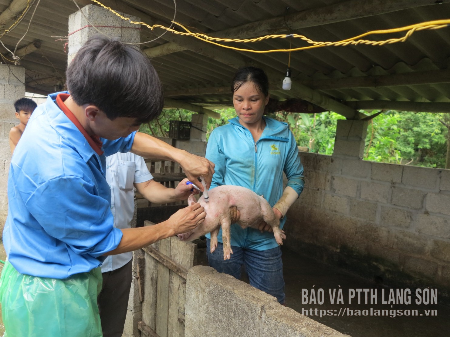 Funcionários do Departamento de Pecuária, Veterinária e Pesca estão auxiliando os moradores da comuna de Nhat Hoa na vacinação contra a peste suína africana.