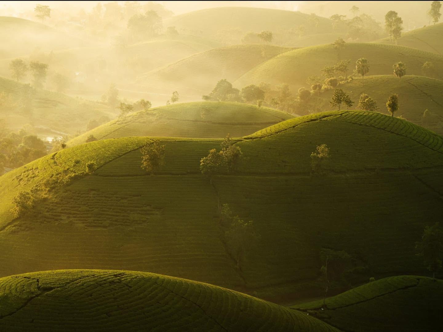 Gallery - Absolutely cinematic views on Long Coc Tea Hill. - image 2