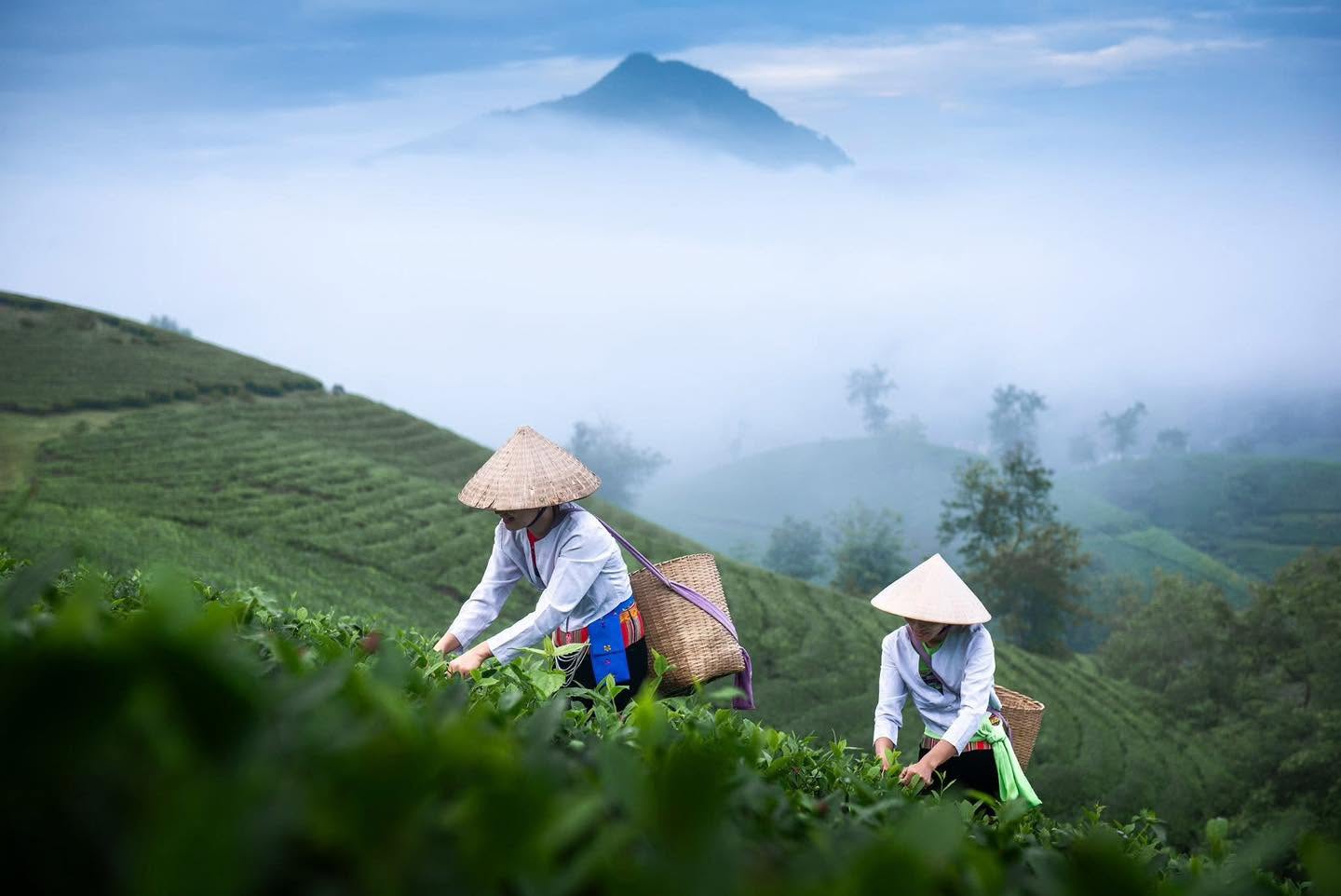 Gallery - Absolutely cinematic views on Long Coc Tea Hill. - image 3