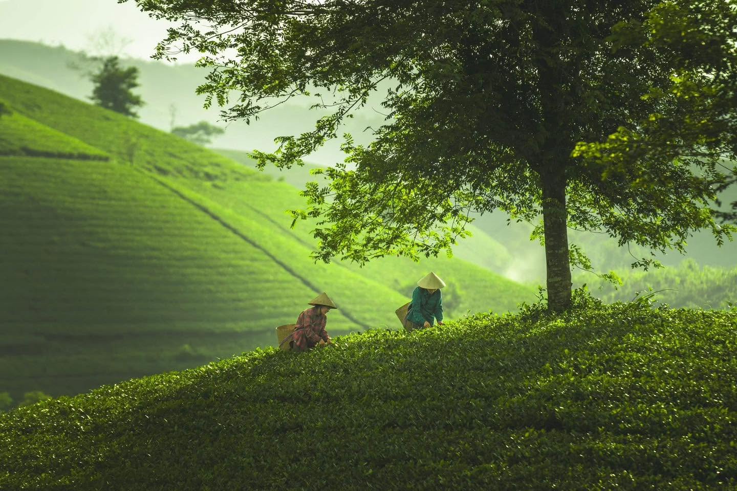 Gallery - Absolutely cinematic views on Long Coc Tea Hill. - image 4