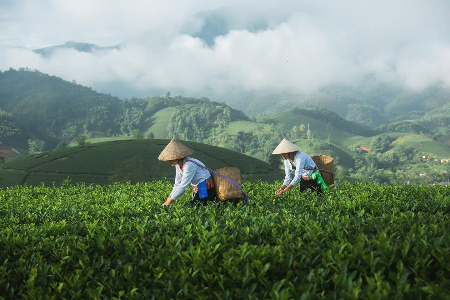 Gallery - Absolutely cinematic views on Long Coc Tea Hill. - image 5