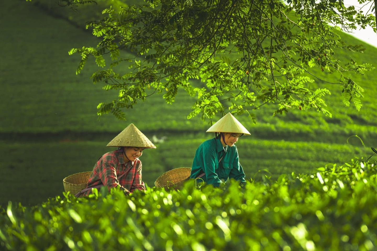 Gallery - Absolutely cinematic views on Long Coc Tea Hill. - image 6