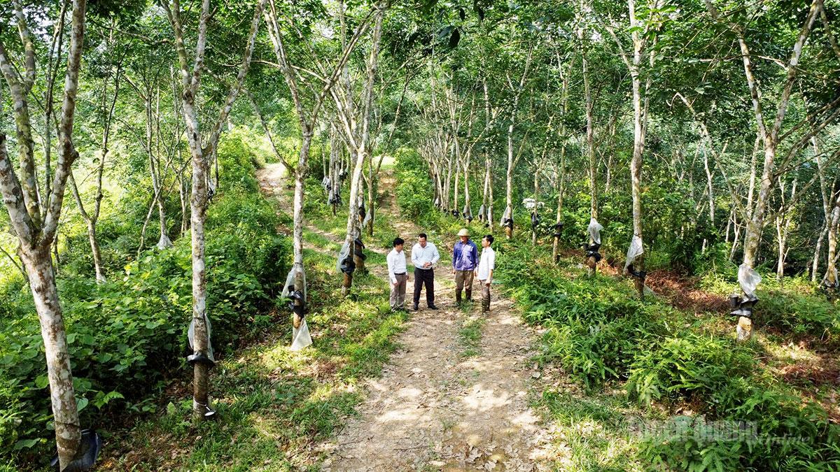 Memiliki beribu-ribu hektar pokok getah, Syarikat Saham Bersama Getah Ha Giang menerima ratusan juta VND setiap tahun dalam yuran perkhidmatan alam sekitar hutan.