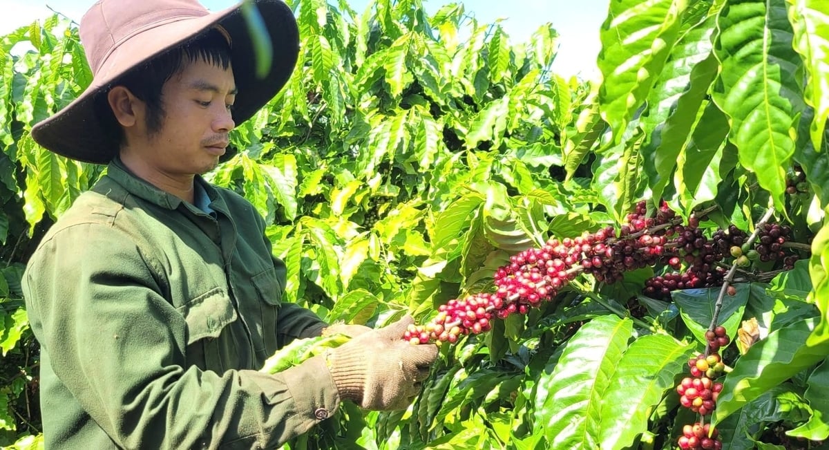Cà phê là một trong những mặt hàng xuất khẩu chủ lực của tỉnh Gia Lai. Ảnh: Đăng Lâm. 