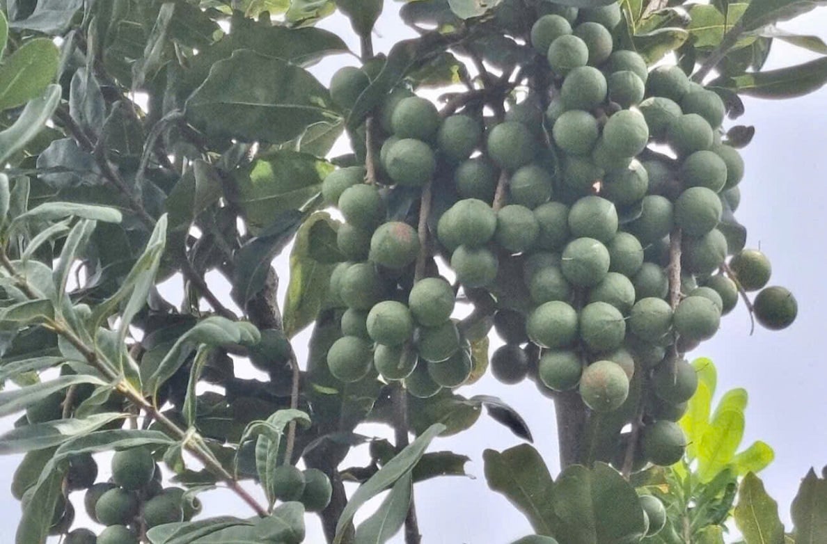 Macca trồng tại Lạng Sơn cho quả ổn định, tạo cơ sở để phát triển thành ngành hàng có giá trị kinh tế cao. Ảnh: Hoàng Nghĩa.