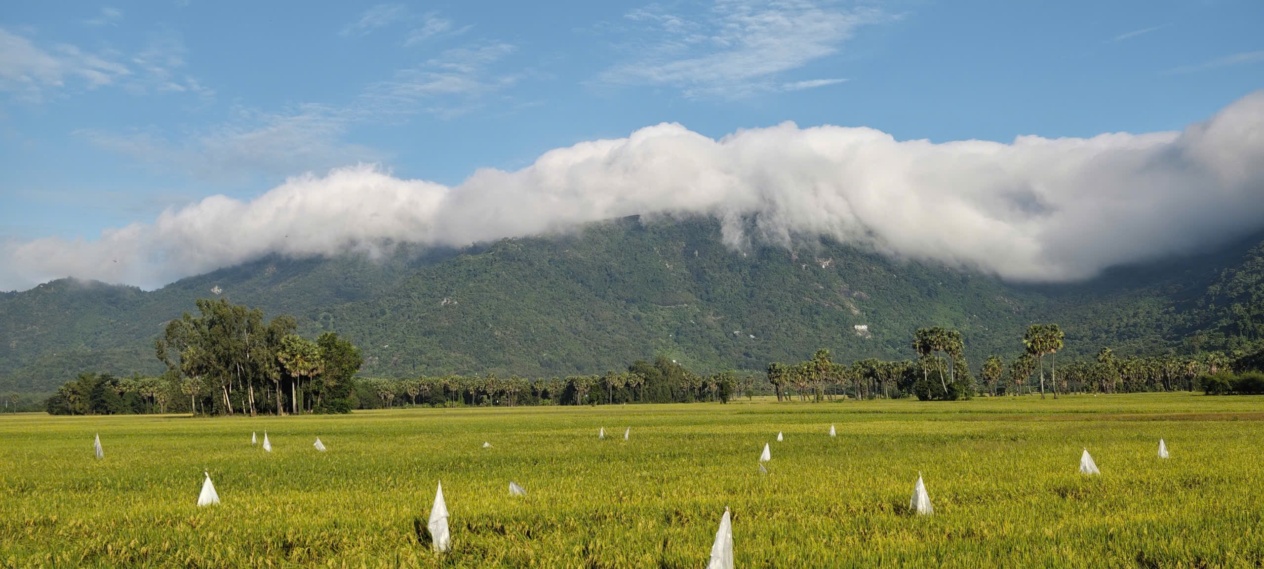 Gallery - White clouds "dress up" Co To mountain, signaling the most beautiful cloud-hunting season in the Bay Nui region. - image 13