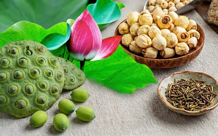 Should you eat fresh or dried lotus seeds to help you fall asleep if you have insomnia?