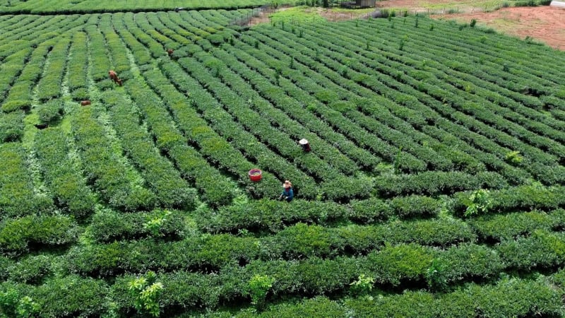 Vietnam y Laos refuerzan cooperación agrícola y ambiental en Son La