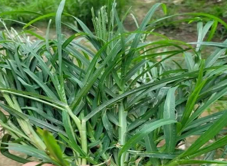Nước cỏ mần trầu có tác dụng gì? - Ảnh 1.
