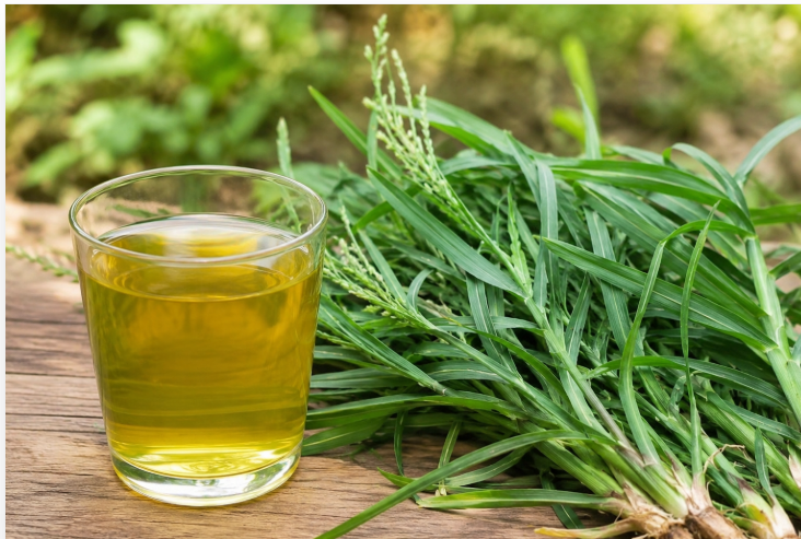 Nước cỏ mần trầu có tác dụng gì? - Ảnh 2.
