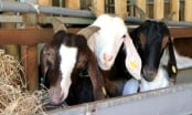 Hiện thực chiến lược đưa sản phẩm dê, cừu sang thị trường Halal