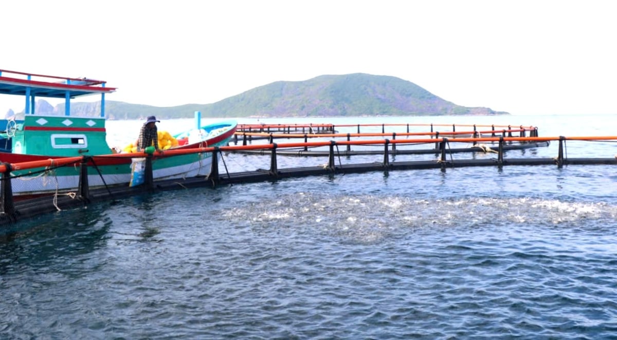 Lồng HDPE do Công ty TNHH MTV Dịch vụ và Công nghệ Nuôi trồng thủy sản nghiên cứu, cung cấp cho bà con. Ảnh: KS.
